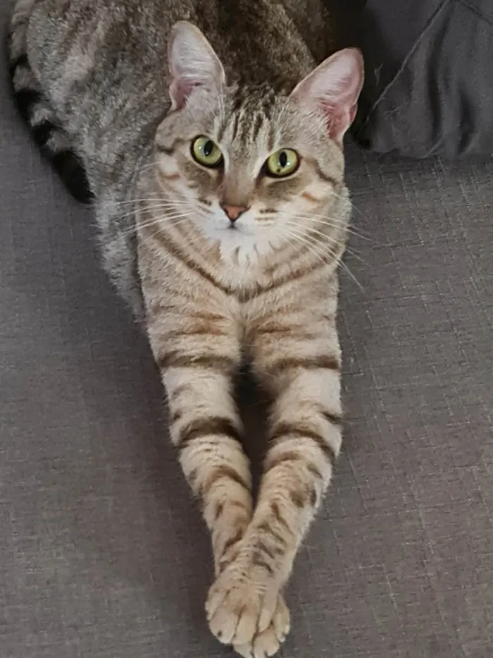 Gato ra a SRD-ViraLata idade 1 ano nome Jolie