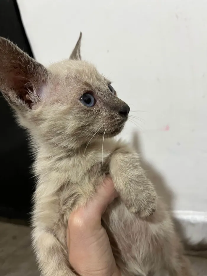 Gato ra a SRD-ViraLata idade Abaixo de 2 meses nome Branquinho