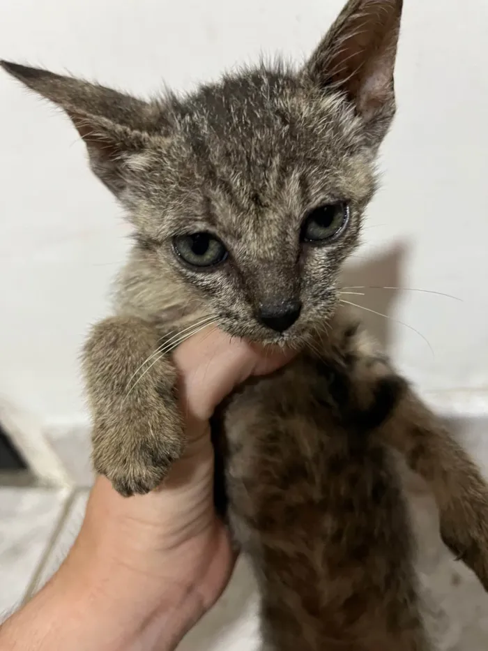 Gato ra a SRD-ViraLata idade Abaixo de 2 meses nome Lua