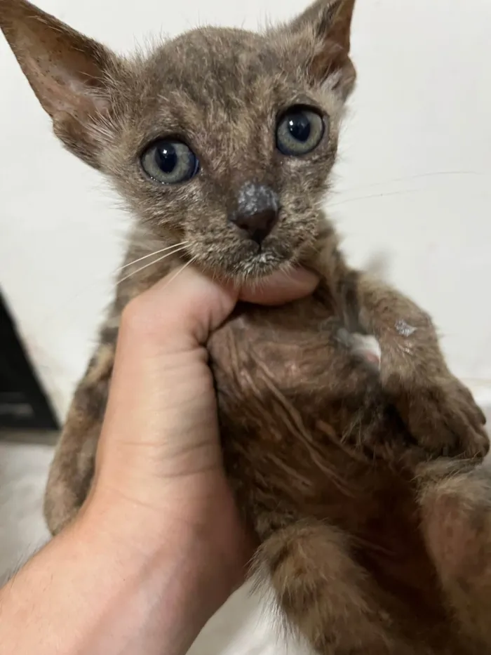 Gato ra a SRD-ViraLata idade Abaixo de 2 meses nome Star