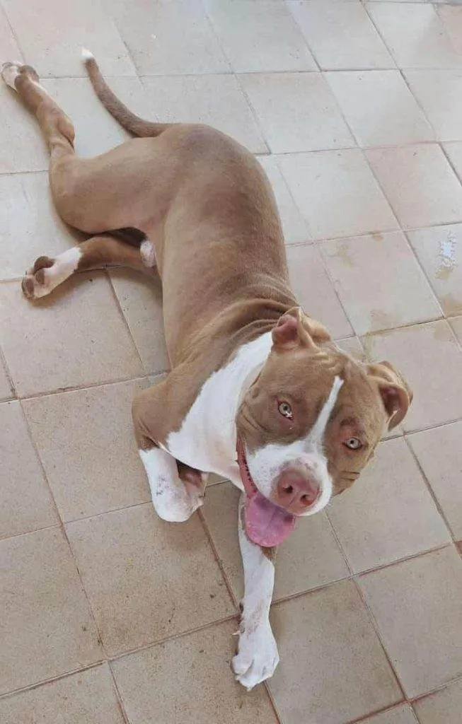 Cachorro ra a SRD-ViraLata idade 2 a 6 meses nome Adoção Urgente