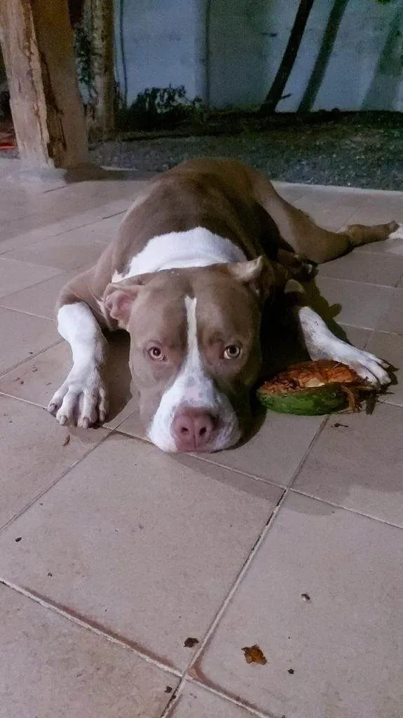 Cachorro ra a SRD-ViraLata idade 2 a 6 meses nome Adoção Urgente