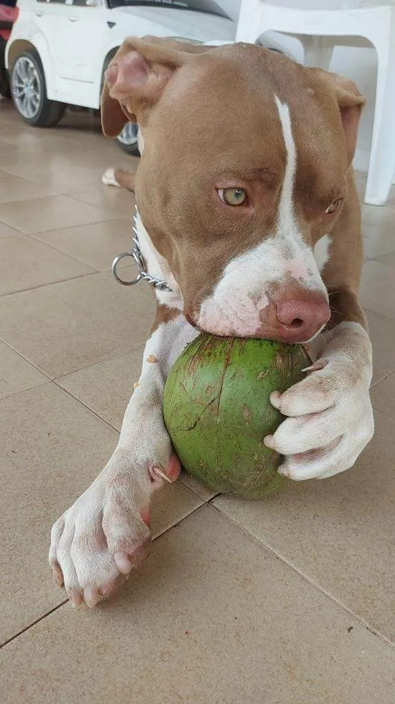 Cachorro ra a SRD-ViraLata idade 2 a 6 meses nome Adoção Urgente