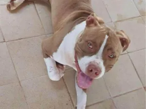 Cachorro raça SRD-ViraLata idade 2 a 6 meses nome Adoção Urgente