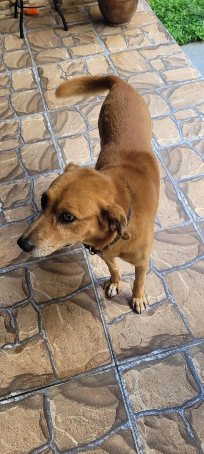 Cachorro ra a SRD-ViraLata idade 2 a 6 meses nome Porte M/P Urgente