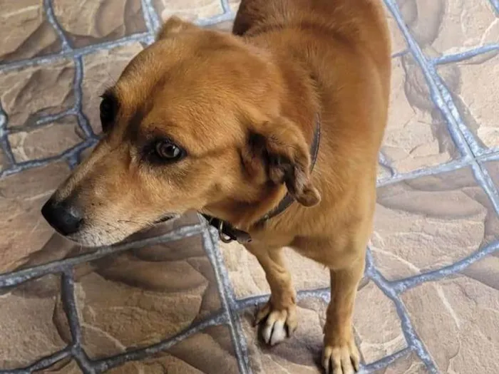 Cachorro ra a SRD-ViraLata idade 2 a 6 meses nome Porte M/P Urgente
