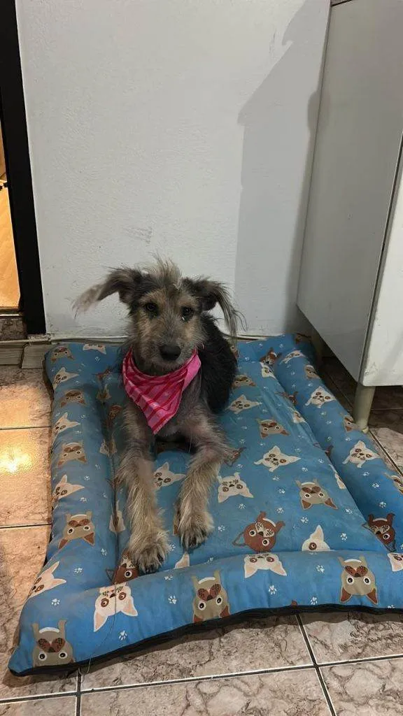 Cachorro ra a SRD-ViraLata idade 2 a 6 meses nome Fêmea Urgente
