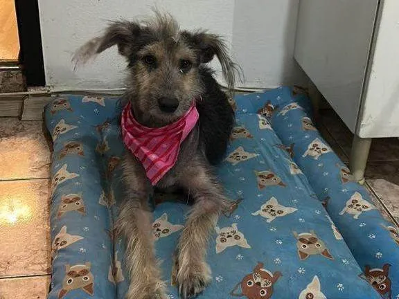 Cachorro ra a SRD-ViraLata idade 2 a 6 meses nome Fêmea Urgente