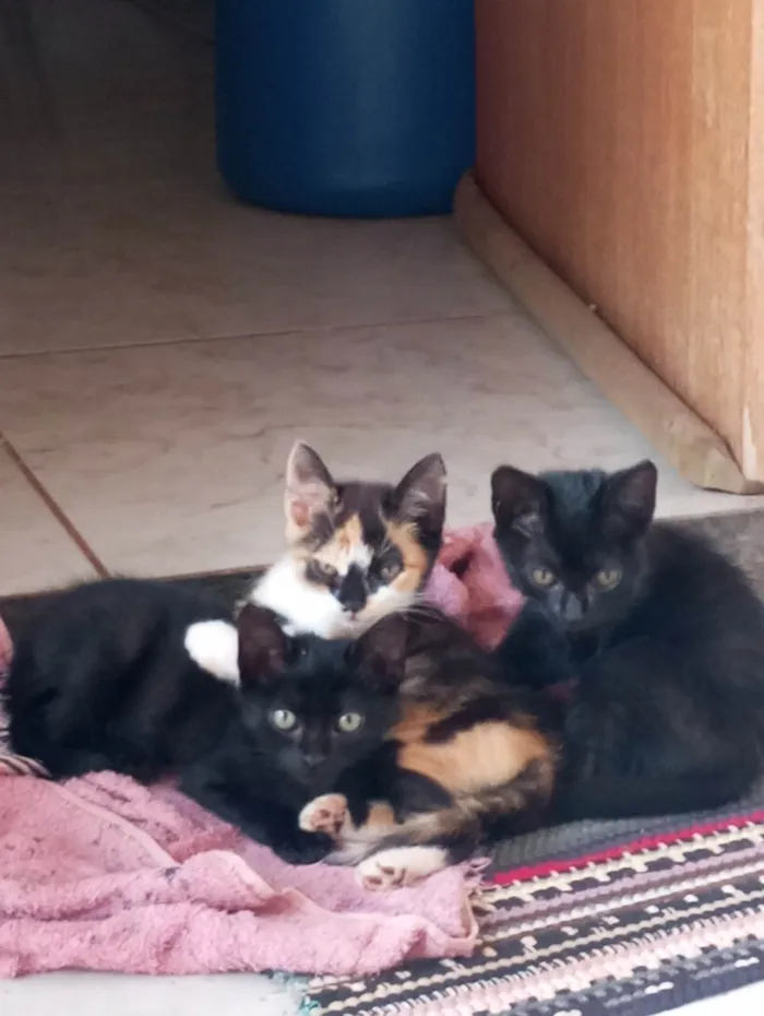 Gato ra a SRD-ViraLata idade 2 a 6 meses nome Amanda Reis 