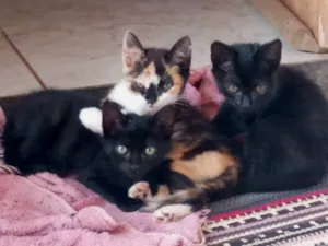 Gato raça SRD-ViraLata idade 2 a 6 meses nome Amanda Reis 