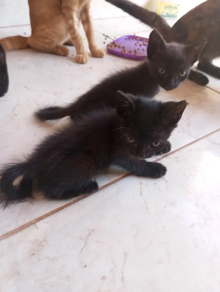 Gato ra a SRD-ViraLata idade 2 a 6 meses nome Amanda Gabriela 