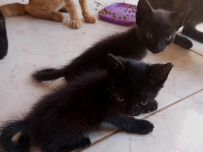 Gato ra a SRD-ViraLata idade 2 a 6 meses nome Amanda Gabriela 