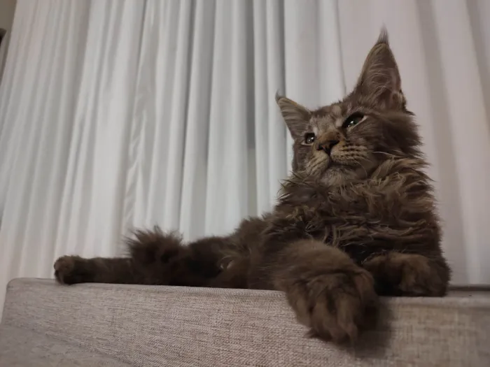 Gato ra a Maine Coon idade 2 a 6 meses nome Agatha.
