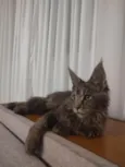 Agatha.