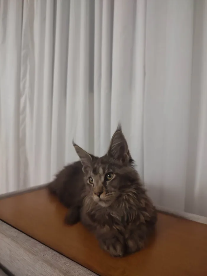 Gato ra a Maine Coon idade 2 a 6 meses nome Agatha.