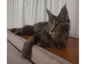 Gato raça Maine Coon idade 2 a 6 meses nome Agatha.