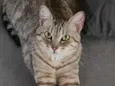 Jolie