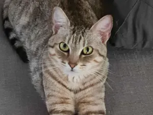 Gato raça SRD-ViraLata idade 1 ano nome Jolie