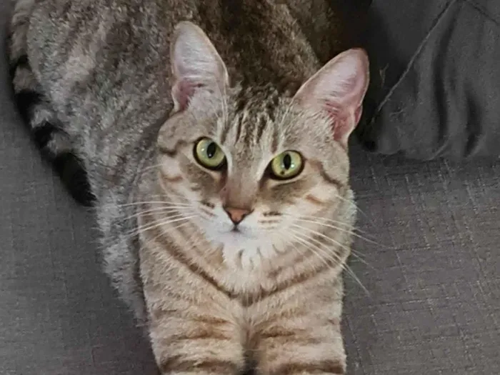 Gato ra a SRD-ViraLata idade 1 ano nome Jolie