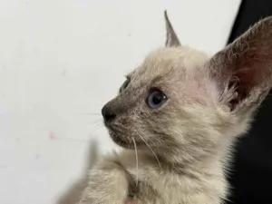 Gato raça SRD-ViraLata idade Abaixo de 2 meses nome Branquinho