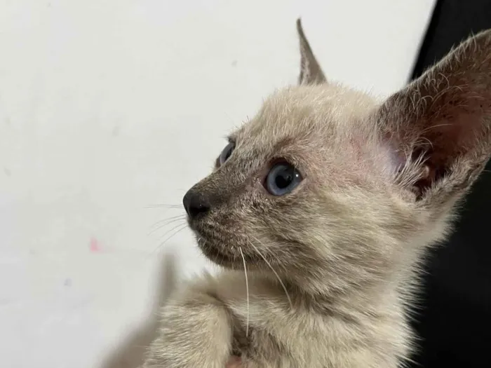 Gato ra a SRD-ViraLata idade Abaixo de 2 meses nome Branquinho