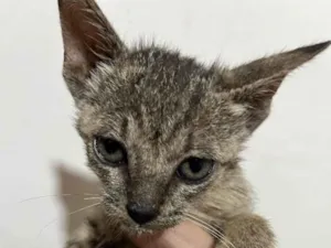 Gato raça SRD-ViraLata idade Abaixo de 2 meses nome Lua