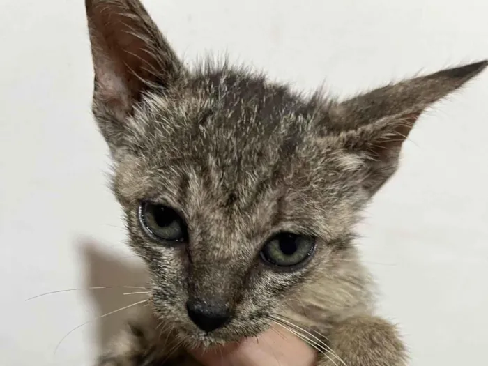 Gato ra a SRD-ViraLata idade Abaixo de 2 meses nome Lua