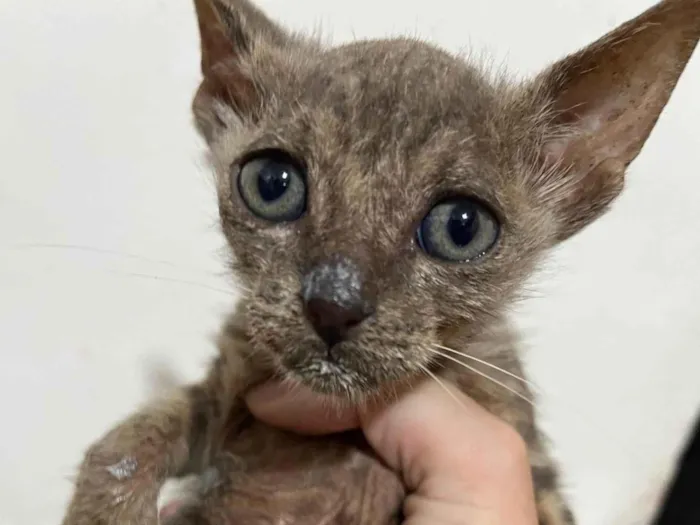Gato ra a SRD-ViraLata idade Abaixo de 2 meses nome Star
