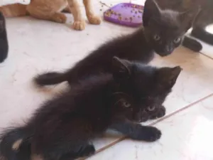 Gato raça SRD-ViraLata idade 2 a 6 meses nome Amanda Gabriela 