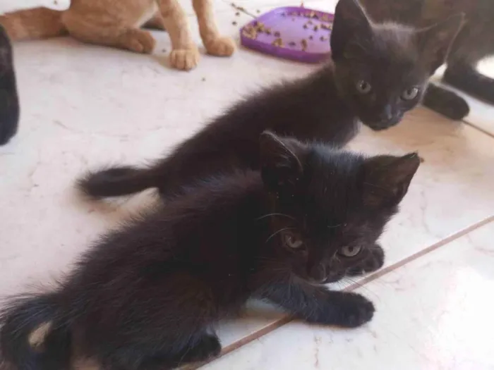 Gato ra a SRD-ViraLata idade 2 a 6 meses nome Amanda Gabriela 