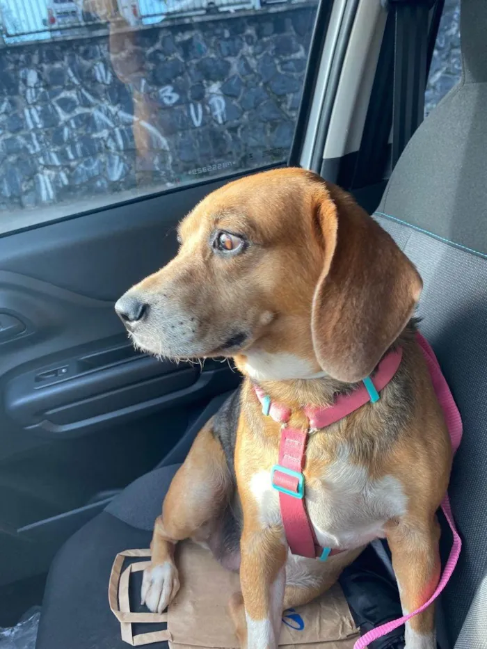 Cachorro ra a SRD-ViraLata idade 5 anos nome Rose
