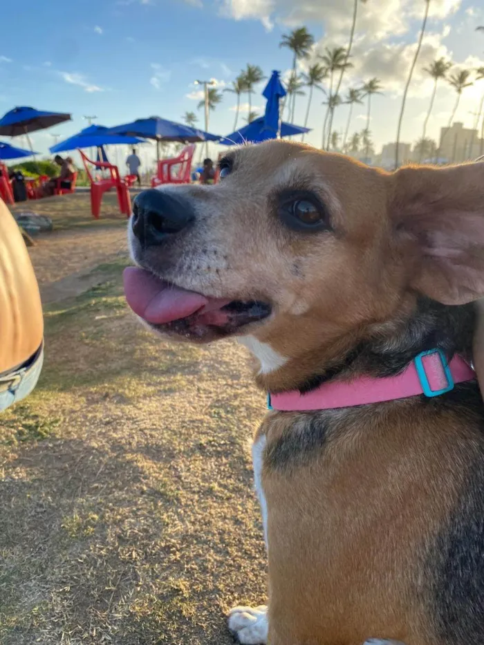 Cachorro ra a SRD-ViraLata idade 5 anos nome Rose