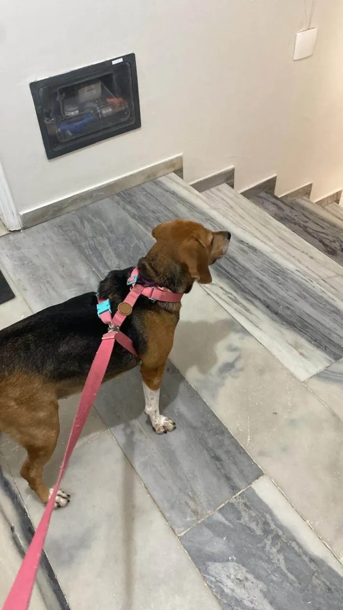 Cachorro ra a SRD-ViraLata idade 5 anos nome Rose