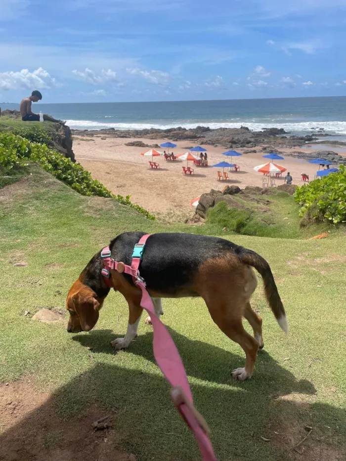 Cachorro ra a SRD-ViraLata idade 5 anos nome Rose