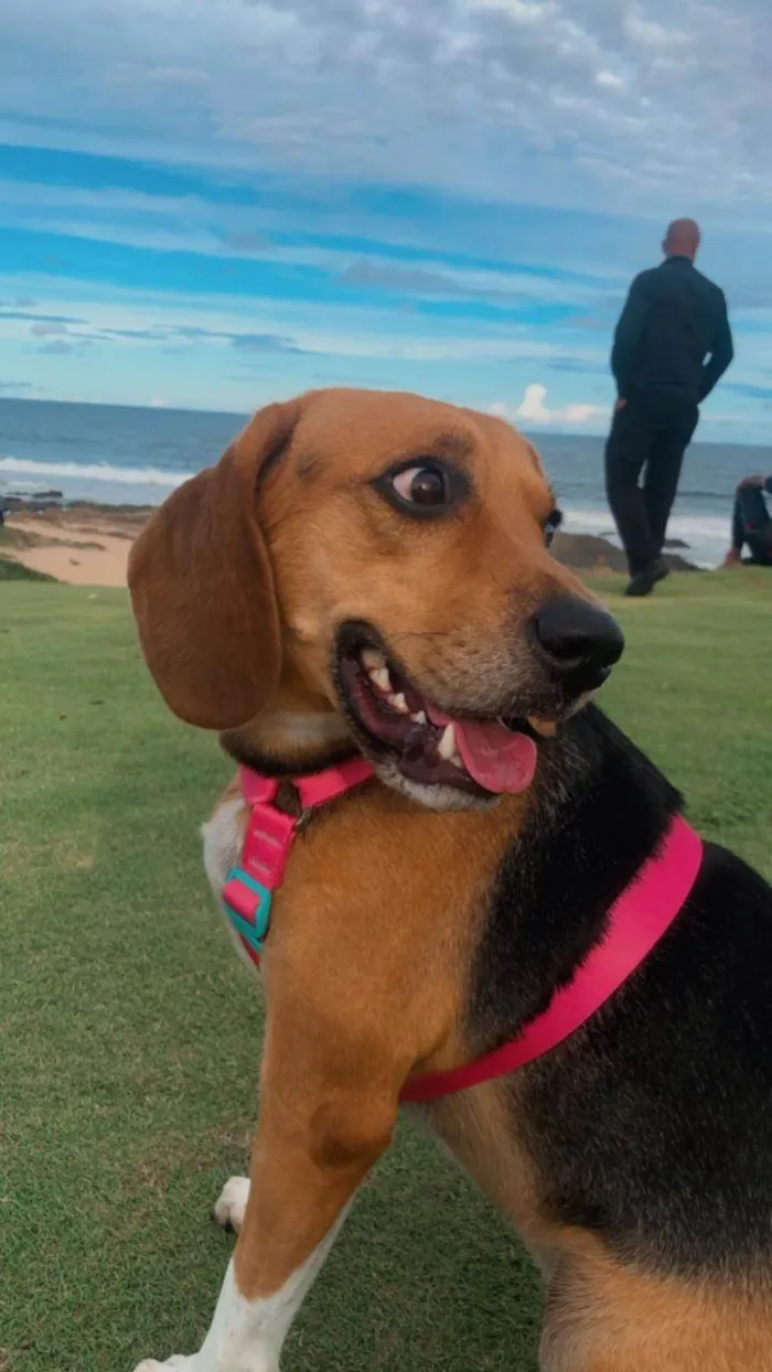 Cachorro ra a SRD-ViraLata idade 5 anos nome Rose