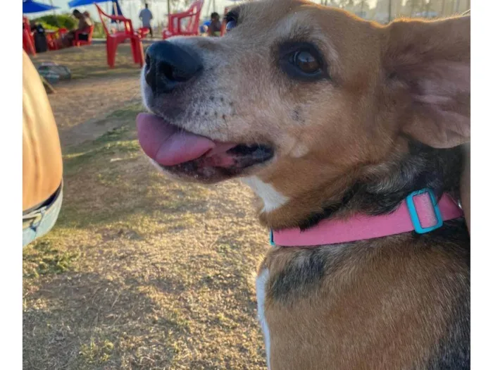 Cachorro ra a SRD-ViraLata idade 5 anos nome Rose