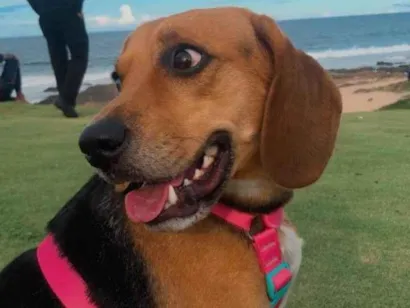 Cachorro raça SRD-ViraLata idade 5 anos nome Rose