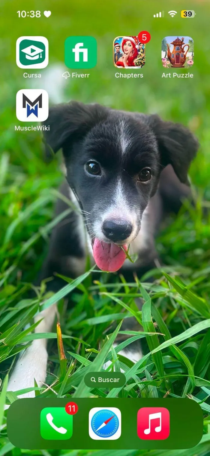 Cachorro ra a SRD-ViraLata idade 2 a 6 meses nome Madruguinha 