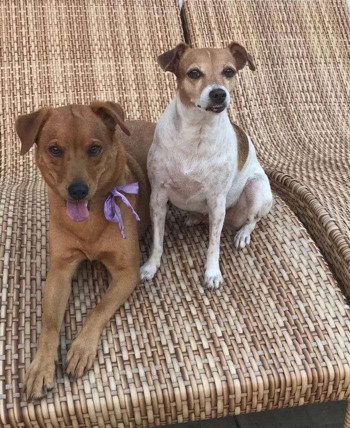 Cachorro ra a SRD-ViraLata idade 6 ou mais anos nome Ulla e Emy