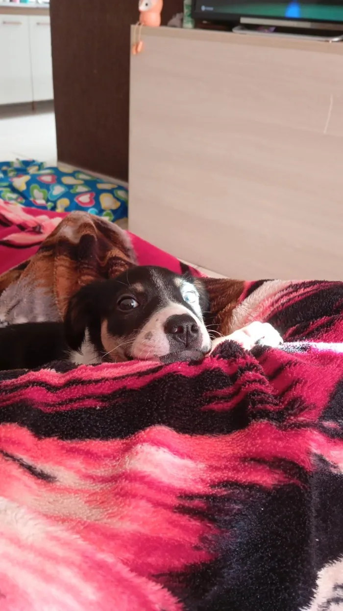 Cachorro ra a SRD-ViraLata idade 2 a 6 meses nome Nika