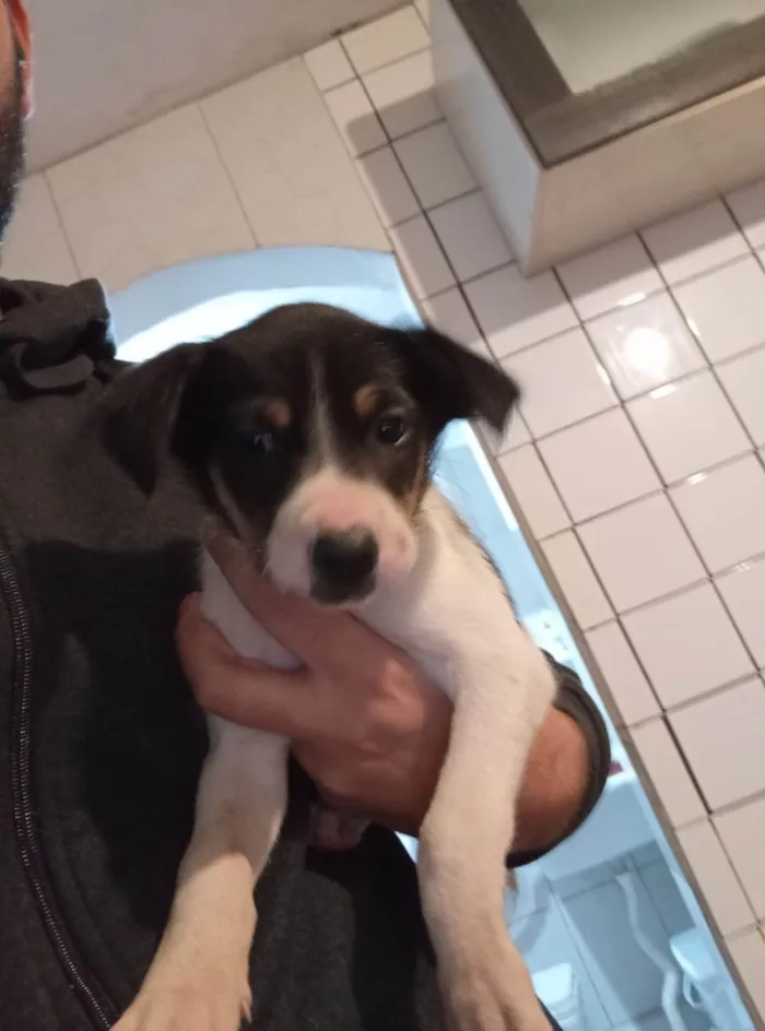 Cachorro ra a SRD-ViraLata idade 2 a 6 meses nome Nika
