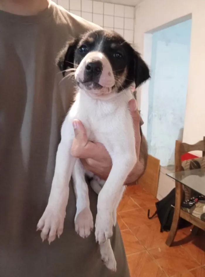 Cachorro ra a SRD-ViraLata idade 2 a 6 meses nome Nika