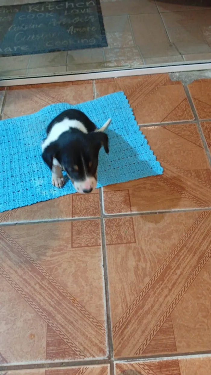 Cachorro ra a SRD-ViraLata idade 2 a 6 meses nome Nika