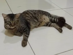 Gato raça SRD-ViraLata idade 2 anos nome Fred