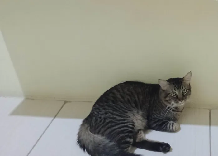 Gato ra a SRD-ViraLata idade 2 anos nome Fred