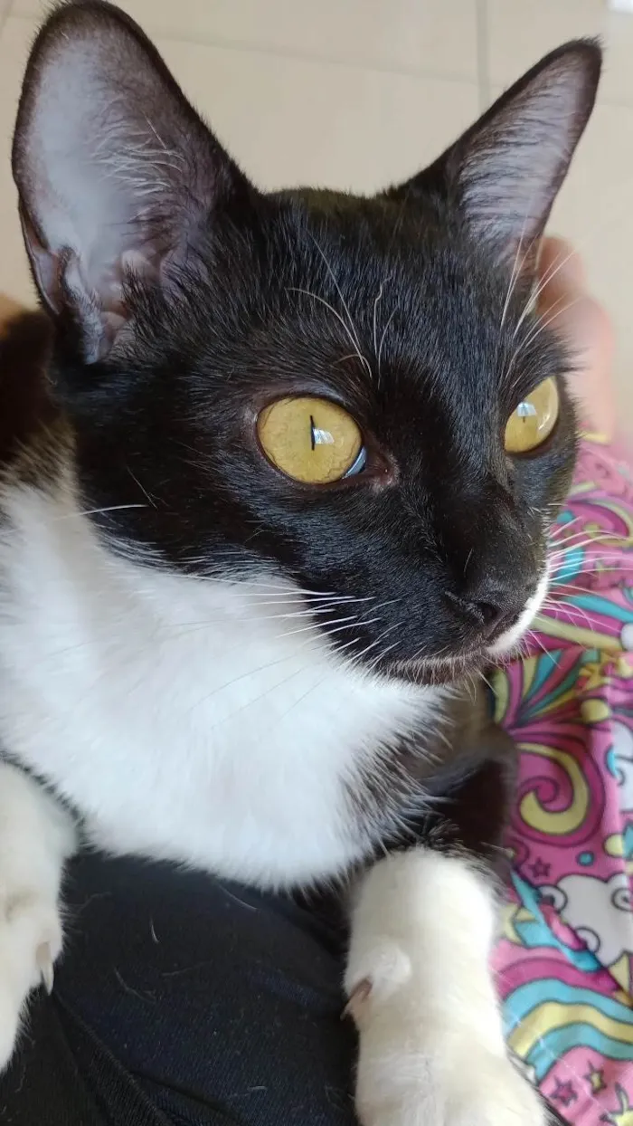 Gato ra a SRD-ViraLata idade 2 anos nome Mel
