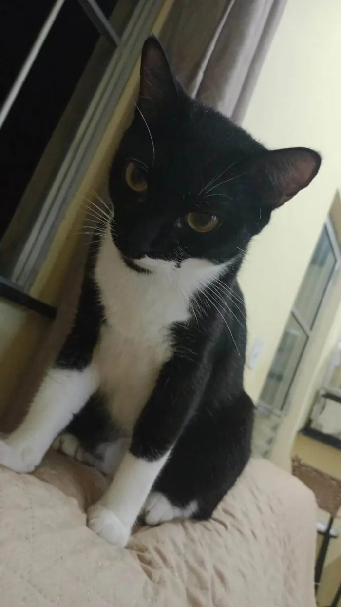 Gato ra a SRD-ViraLata idade 2 anos nome Mel