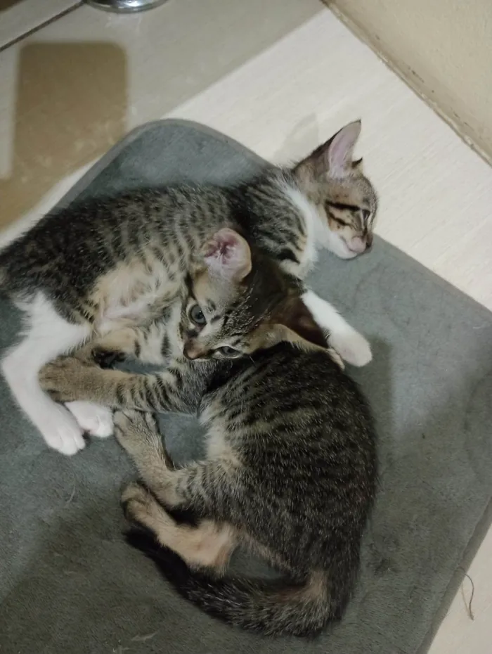 Gato ra a SRD-ViraLata idade 2 a 6 meses nome Filhotes