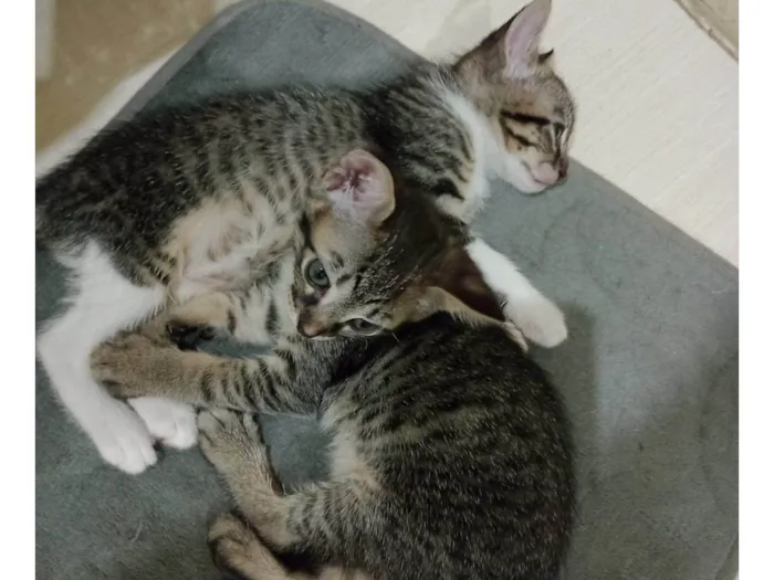 Gato ra a SRD-ViraLata idade 2 a 6 meses nome Filhotes