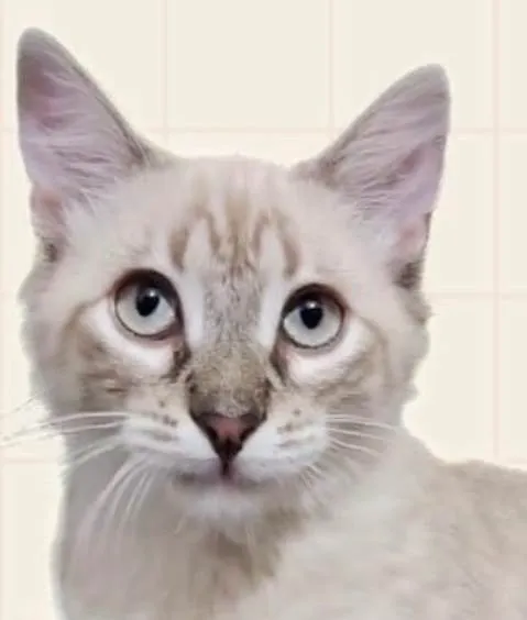 Gato ra a SRD-ViraLata idade 2 a 6 meses nome Gabriel 